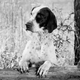 Image for article titled Report: This Movie Old Enough That They Might Have Actually Hurt Dog